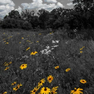 Field of Black~Eyed Susans