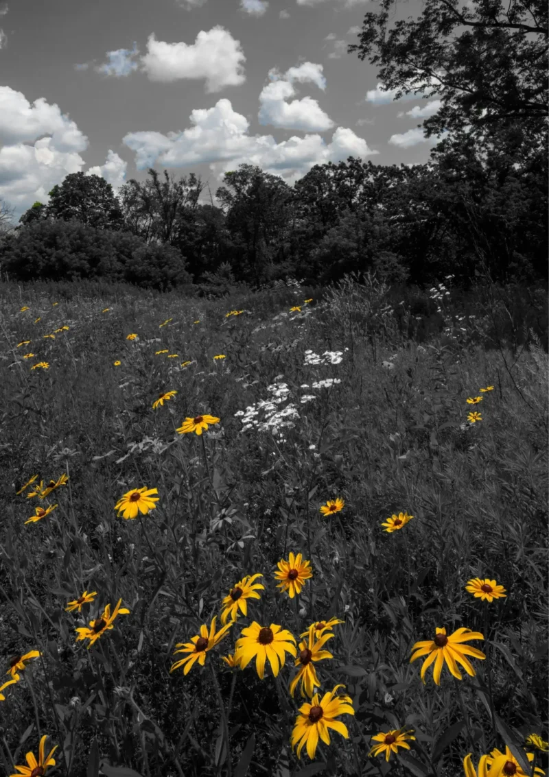 Black-Eyed Susans art print — bold yellow blooms in a black and gray field, Blooming in Serenity Collection by A Touch of Color