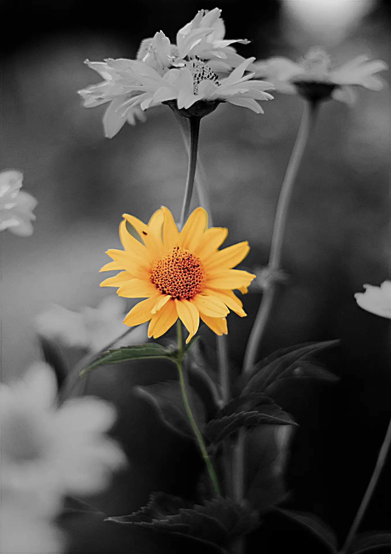 Resilient in Stillness Smooth Oxeye Sunflower Art print featuring a bright yellow blossom against a dark black and gray background.