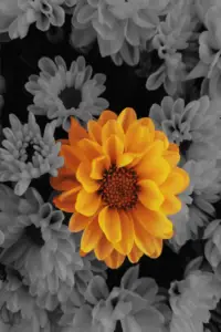 Calendula flower art print — one bold orange bloom against black and gray floral background, Blooming in Serenity Collection by A Touch of Color