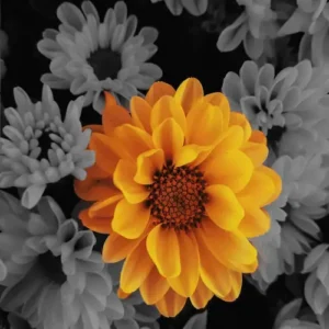 Chrysanthemum flower art print — one bold orange bloom against black and gray floral background, Blooming in Serenity Collection by A Touch of Color