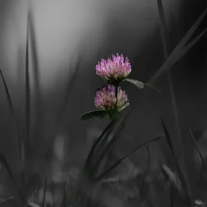 Red Clover fine art print in black, gray, and crimson — 'Where Shadows Break, the Bloom Prevails' from the Blooming in Serenity Collection by A Touch of Color Shop