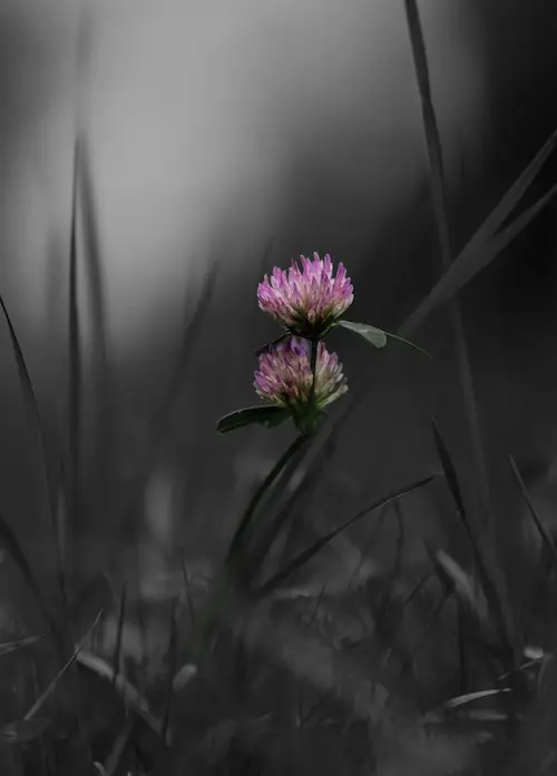 Red Clover fine art print in black, gray, and crimson — 'Where Shadows Break, the Bloom Prevails' from the Blooming in Serenity Collection by A Touch of Color Shop