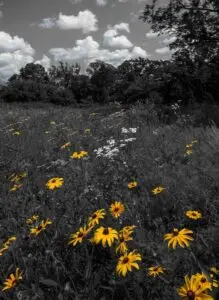 Black-Eyed Susans Art print — bold yellow blooms in a black and gray field, Blooming in Serenity Collection by A Touch of Color