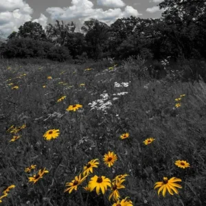 Black-Eyed Susans Art print — bold yellow blooms in a black and gray field, Blooming in Serenity Collection by A Touch of Color