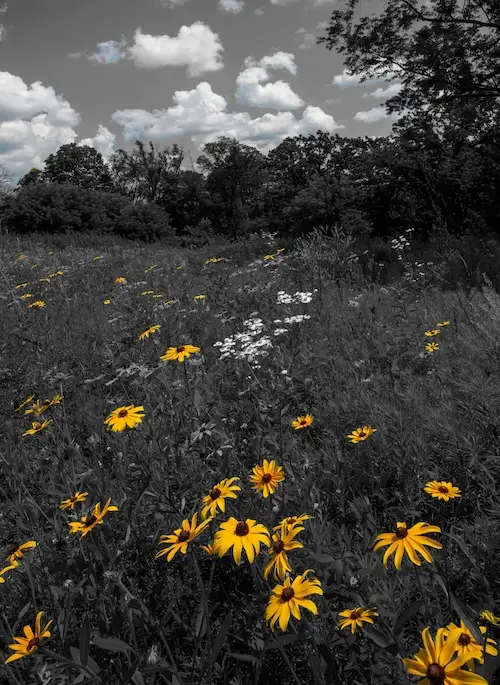 Black-Eyed Susans Art print — bold yellow blooms in a black and gray field, Blooming in Serenity Collection by A Touch of Color
