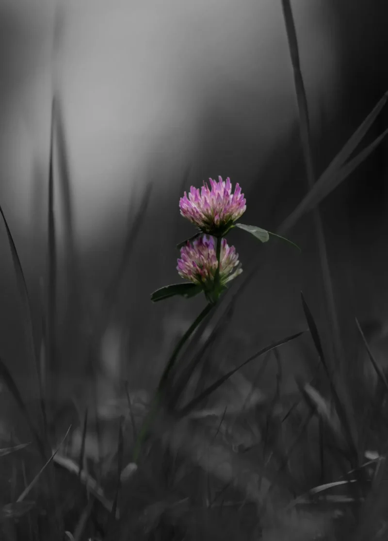 Red Clover fine art print in black, gray, and crimson — 'Where Shadows Break, the Bloom Prevails' from the Blooming in Serenity Collection by A Touch of Color Shop