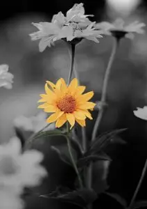 Resilient in Stillness Smooth Oxeye Sunflower Art print featuring a bright yellow blossom against a dark black and gray background.