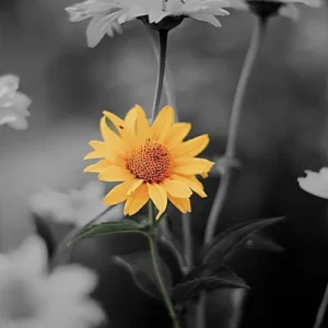 Resilient in Stillness Smooth Oxeye Sunflower Art print featuring a bright yellow blossom against a dark black and gray background.