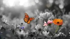 Monarch Butterfly Selective Color Art on Transvaal Daisies black and white background