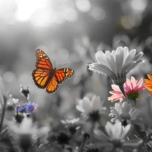 Monarch Butterfly Selective Color Art on Transvaal Daisies black and white background
