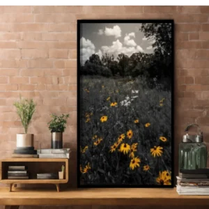 They Bloomed Anyway - Field of Black-Eyed Susans - Thumbnail Image 8