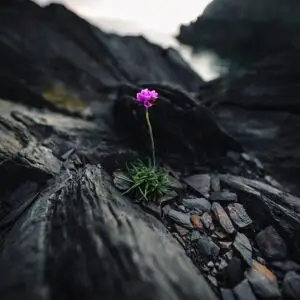 Radiance in the Cracks: Sea Thrift on the Cliff - Thumbnail Image 1