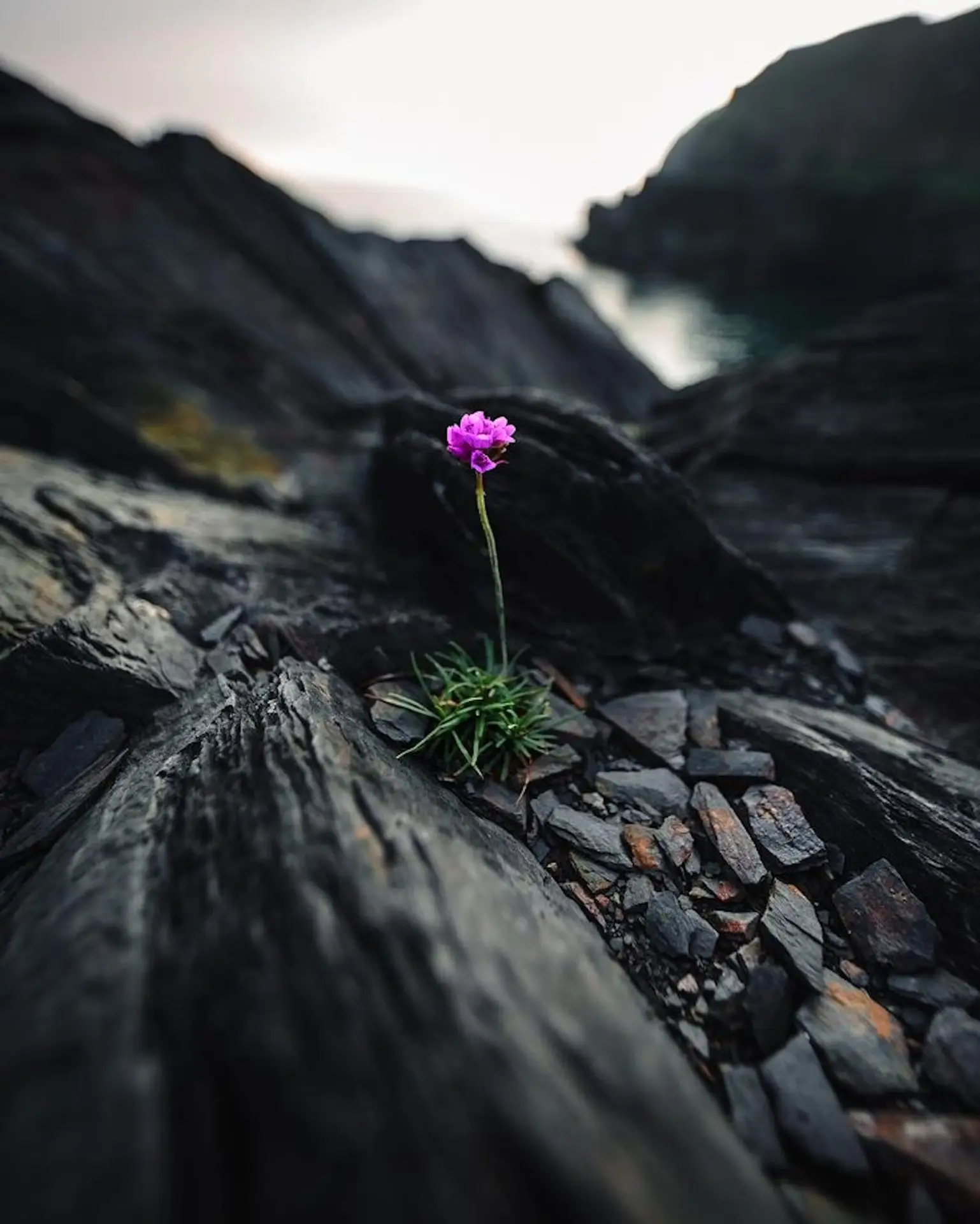 Radiance in the Cracks: Sea Thrift on the Cliff - Image 1